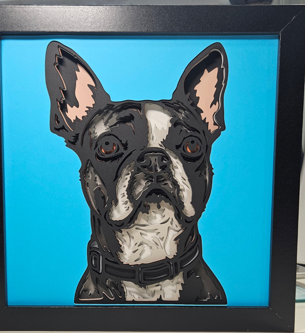 Boston Terrier