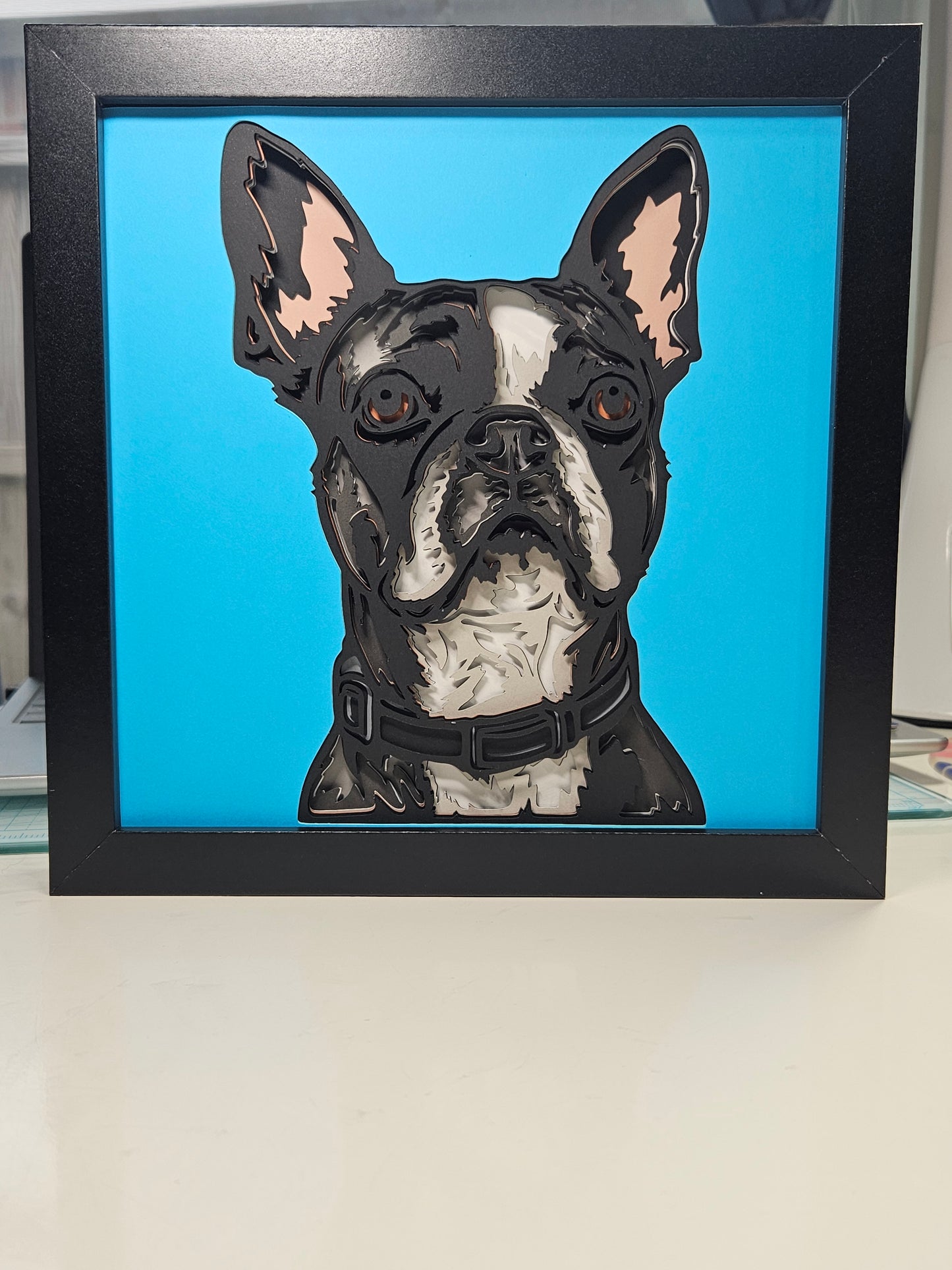 Boston Terrier