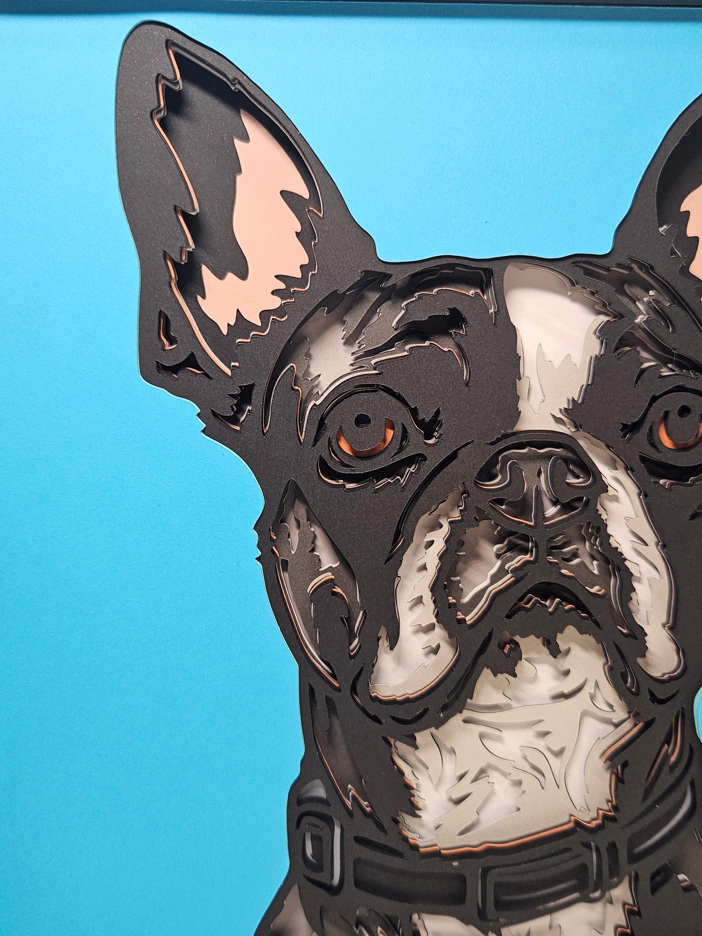 Boston Terrier