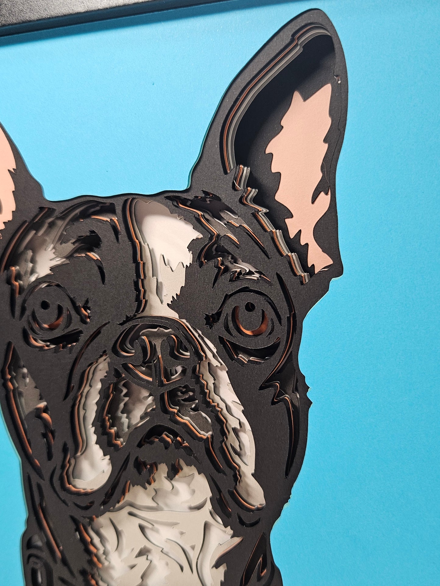 Boston Terrier