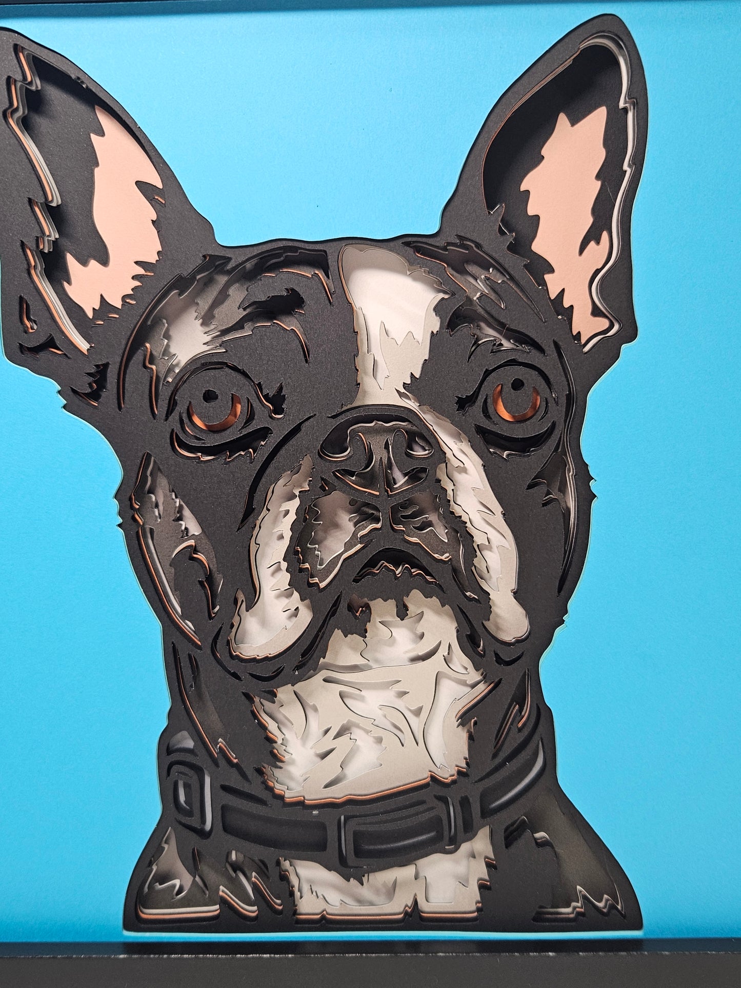 Boston Terrier