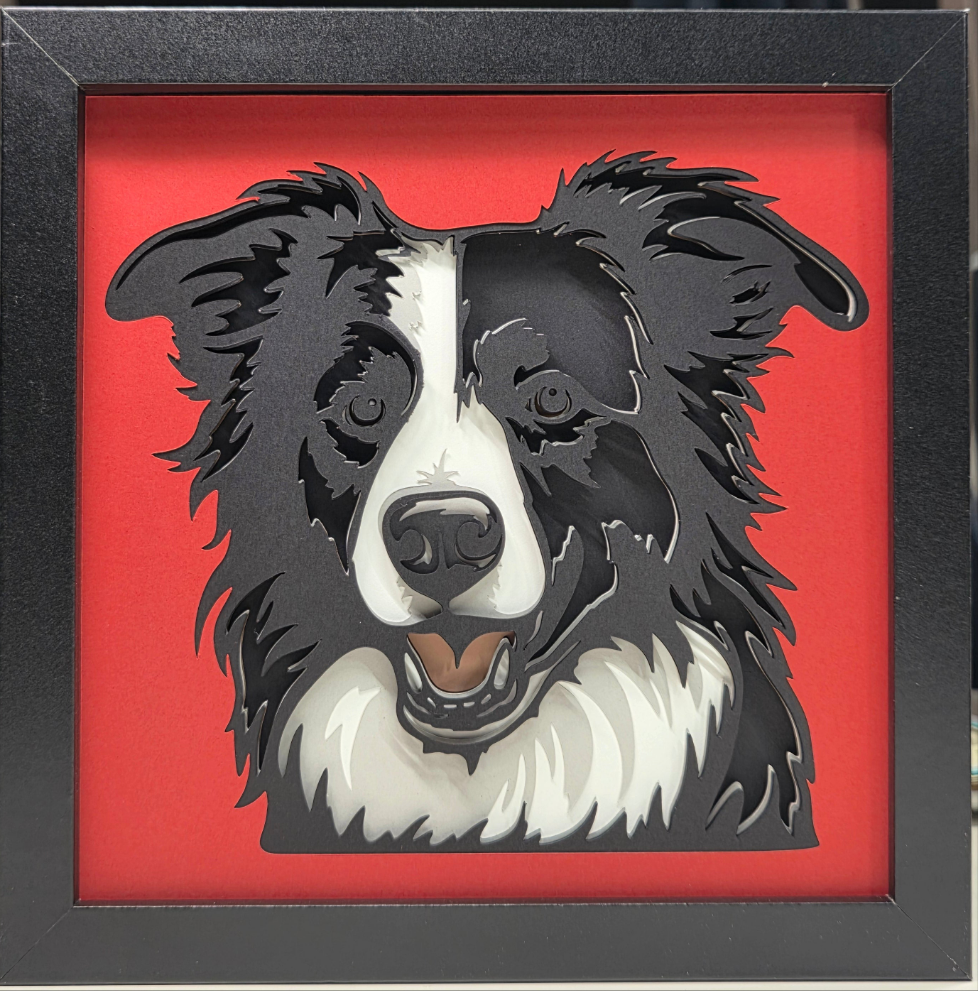 Border Collie