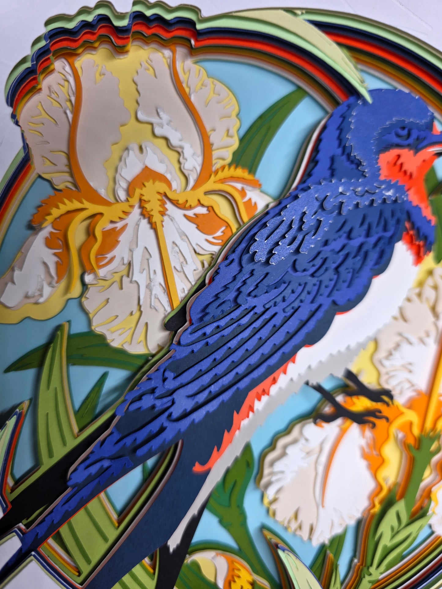 Swallow and Iris's