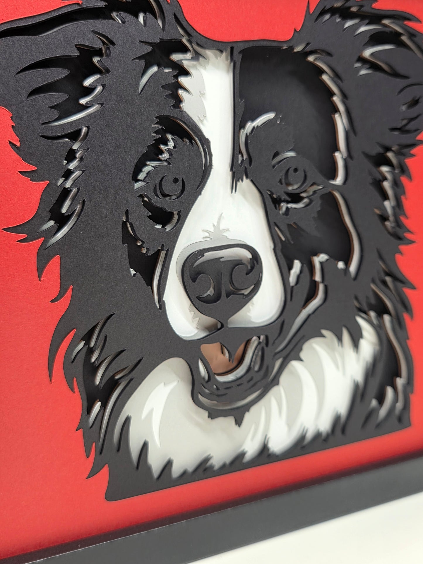 Border Collie